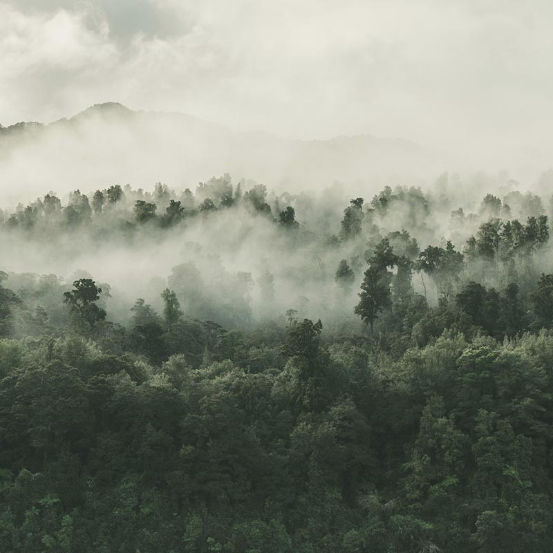 foggy forest