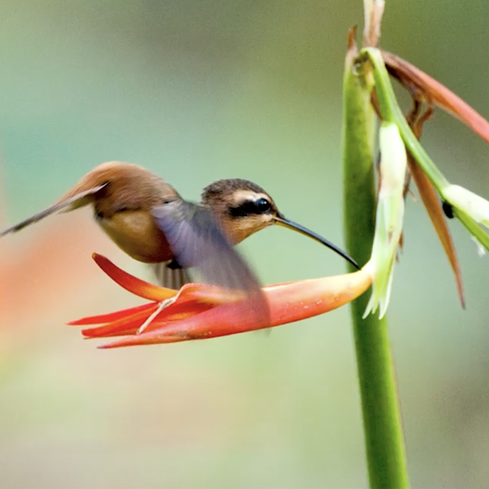 bird on a colorful flower