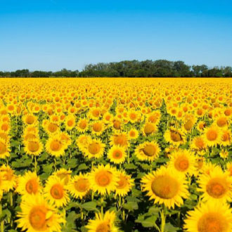 field of sunflowers