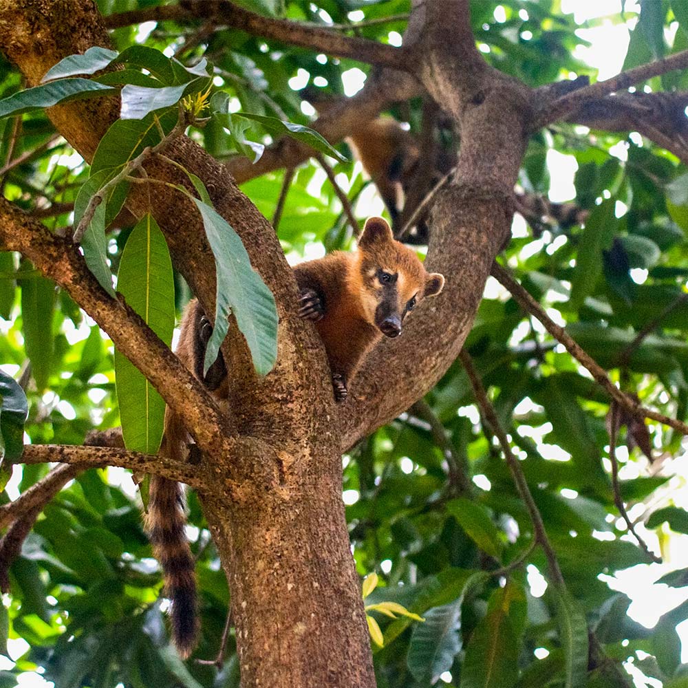 Animal in a tree in the Zurich Forest