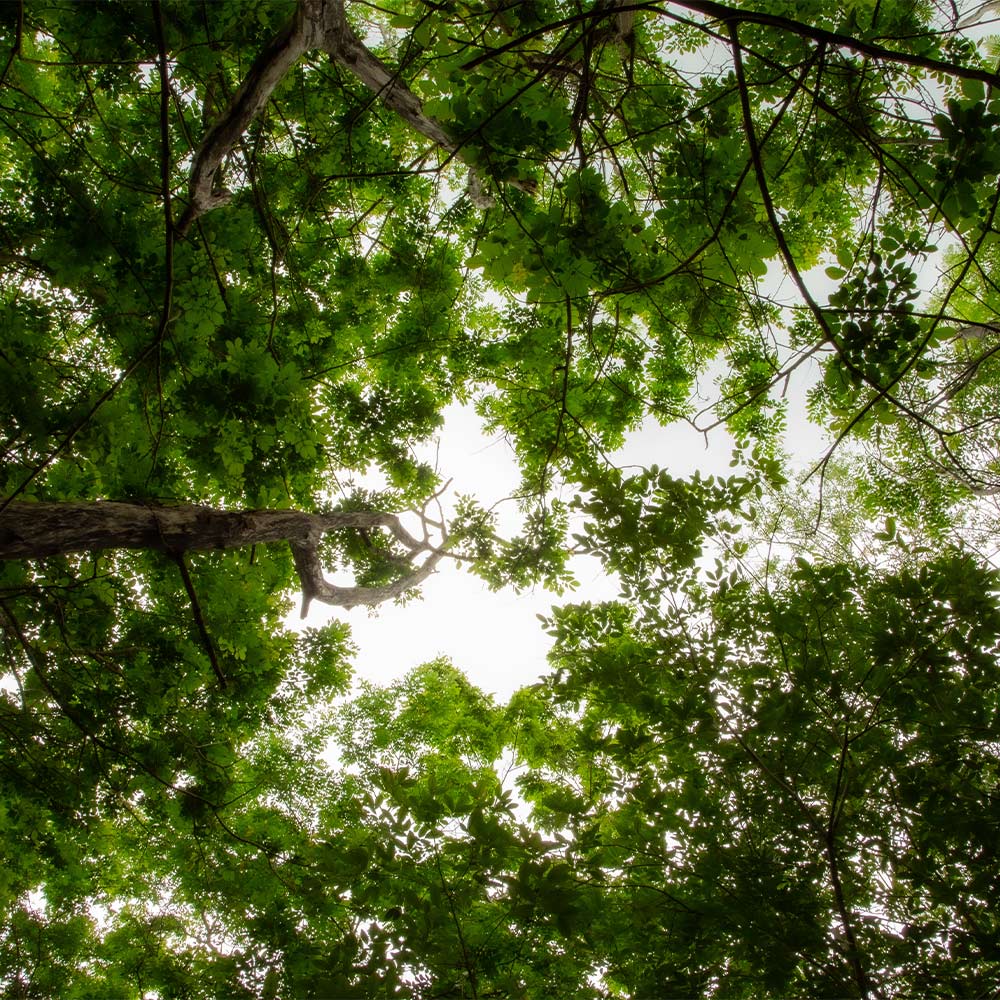 A dense forest seen from the ground
