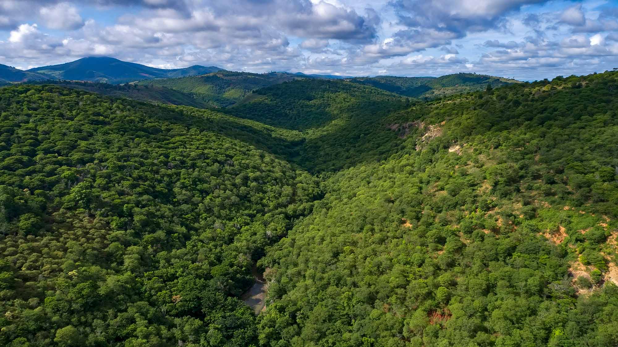 Seed collector at the Zurich Forest