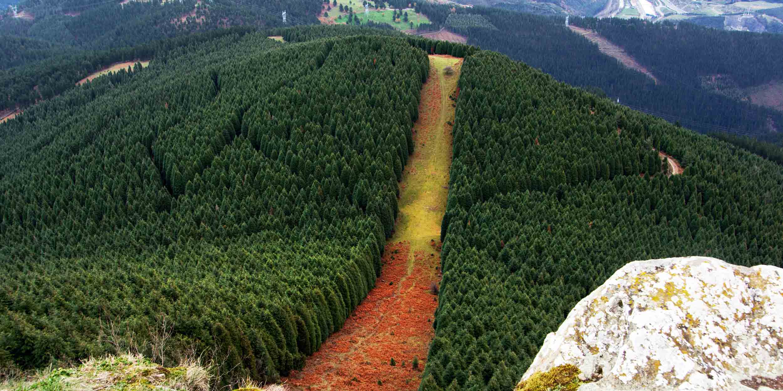 forest in the mountains