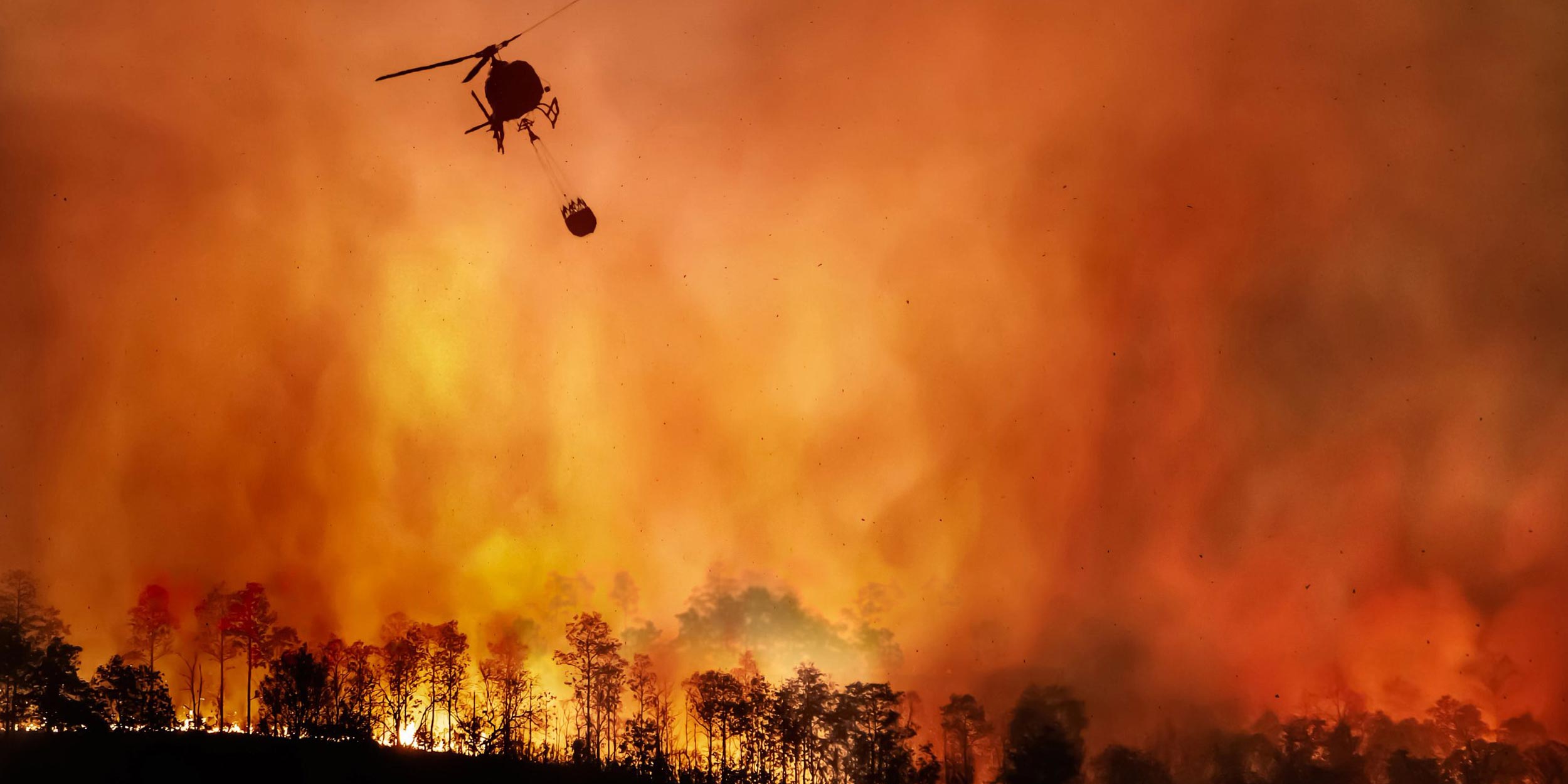 Forest fire