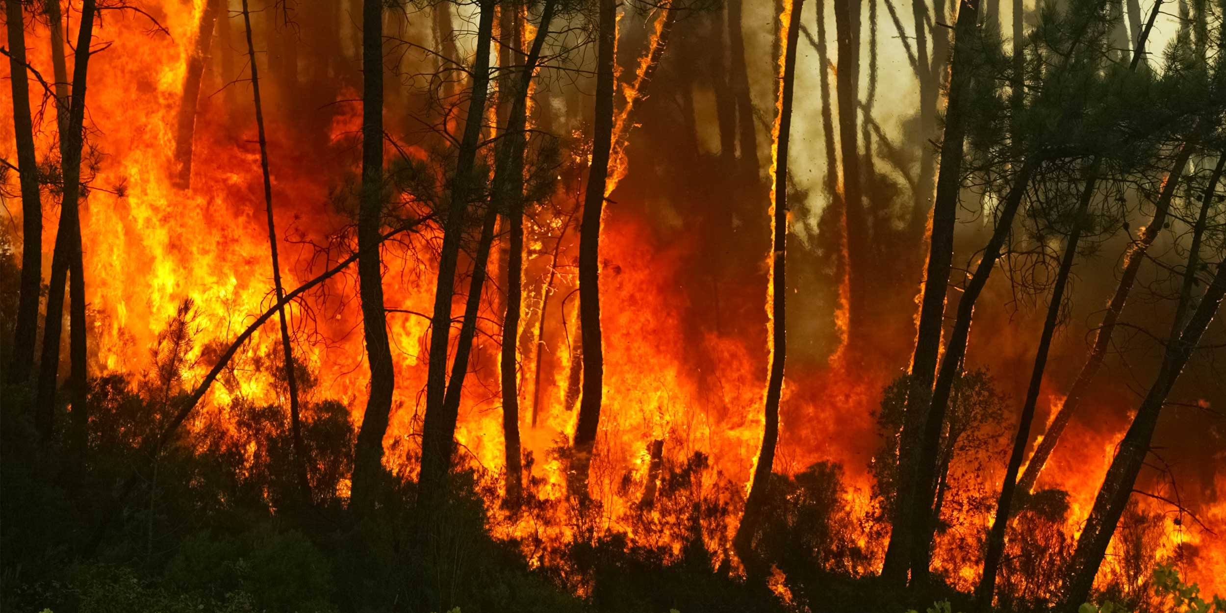 wildfire