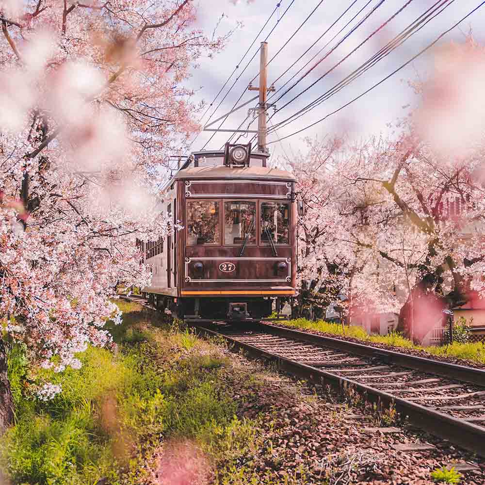 Train traveling through cherry blossom trees in full bloom