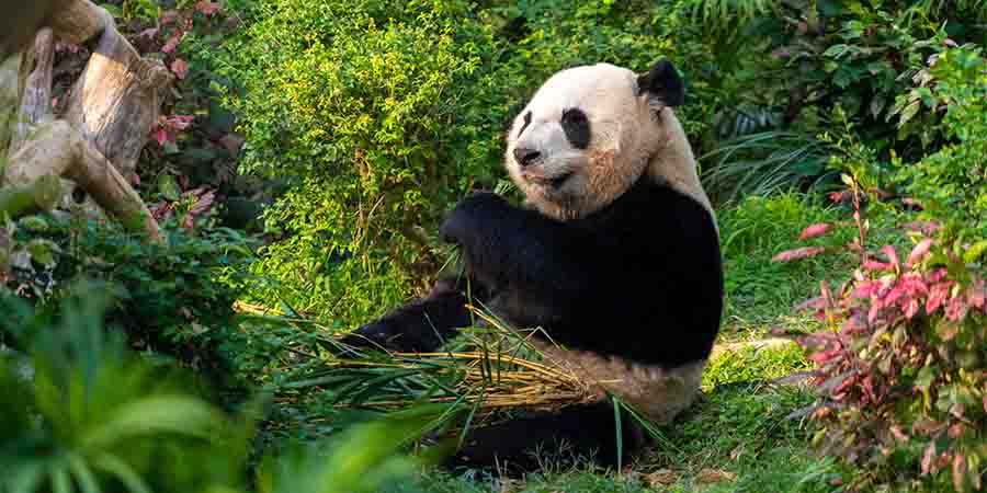 Giant panda surrounded by dense greenery in a natural habitat