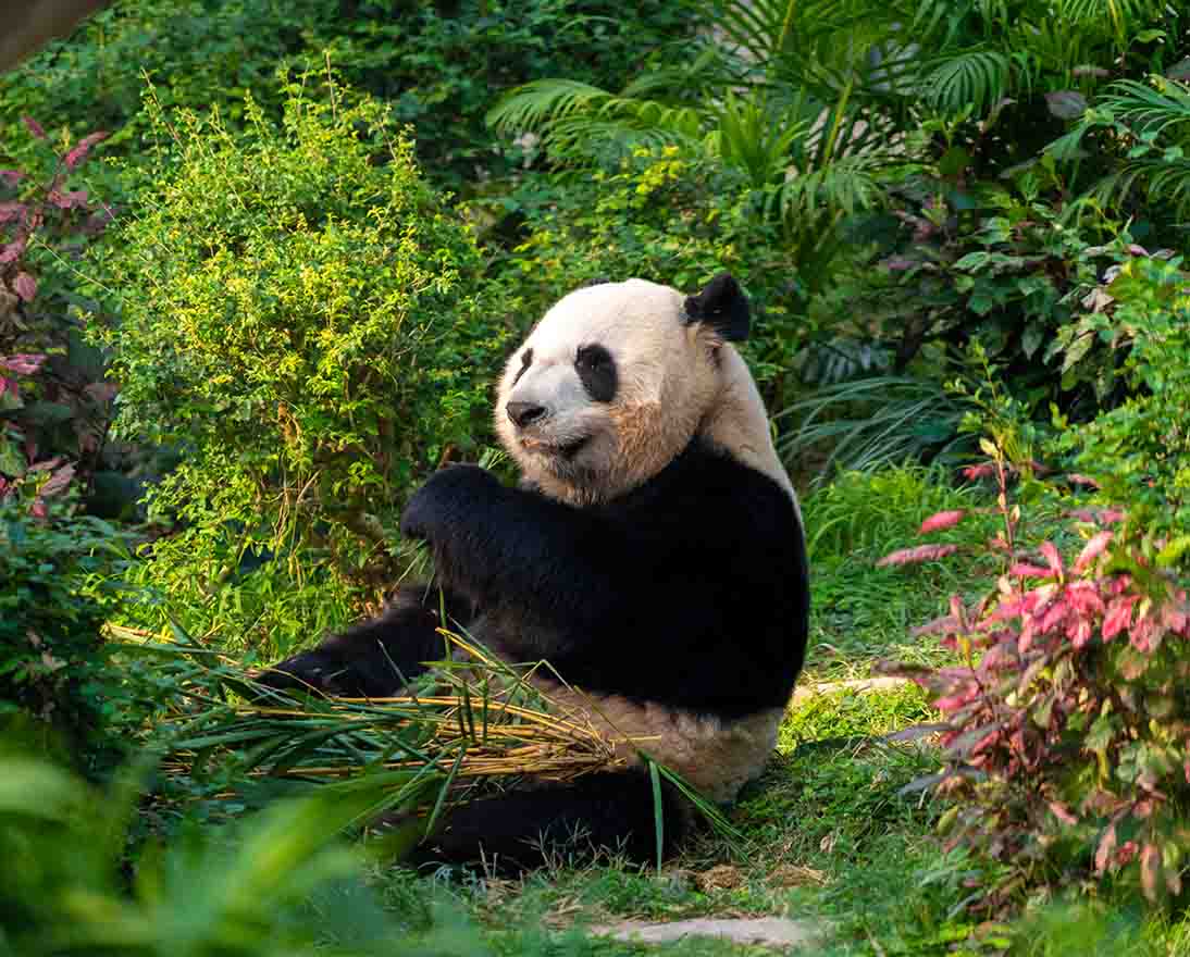 Giant panda surrounded by dense greenery in a natural habitat