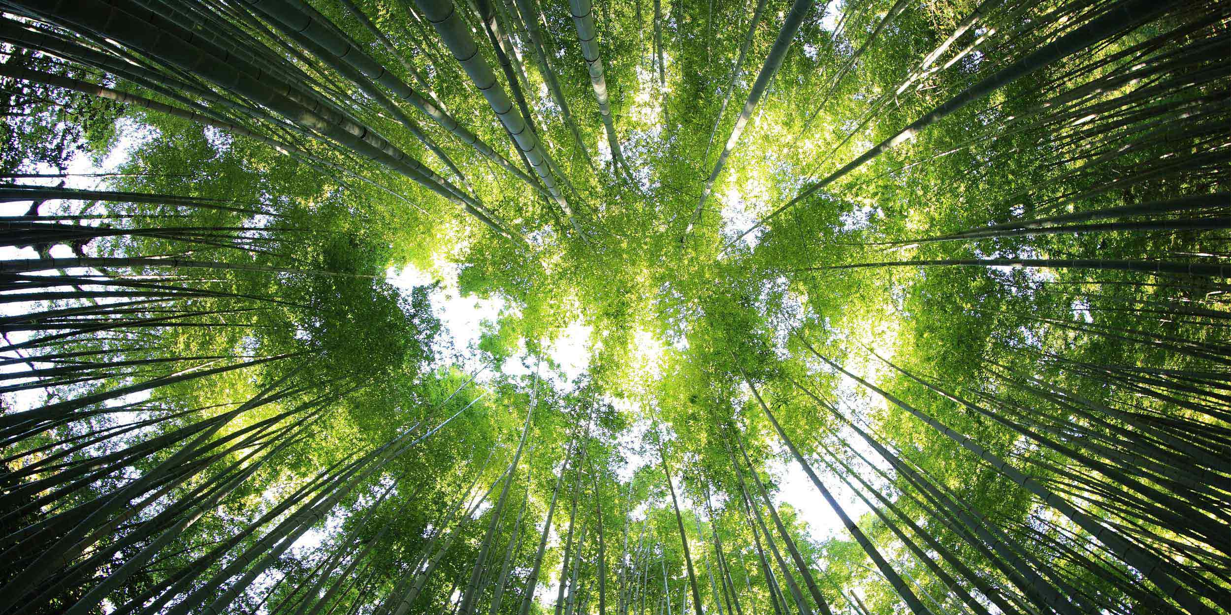 A forest that absorbs CO2