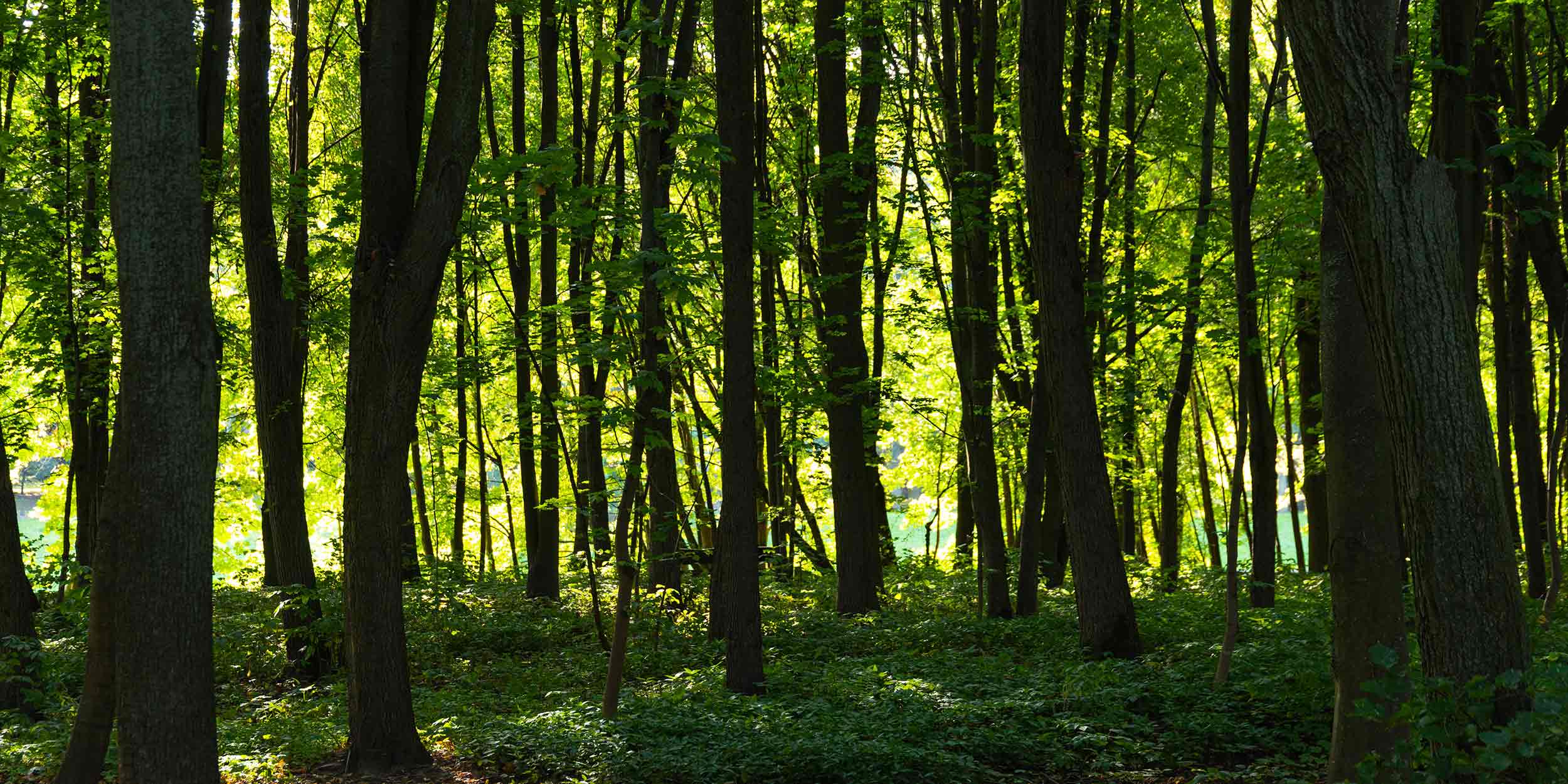 image of a forest