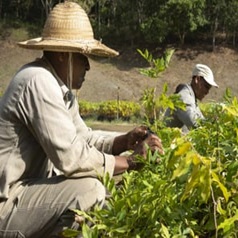 teaser-top-seed_square