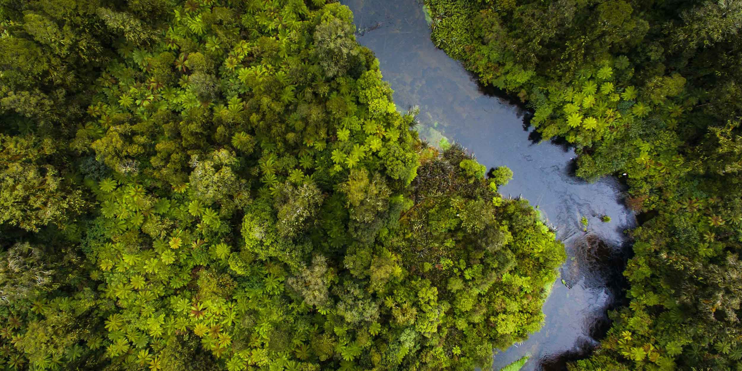 river in the forest