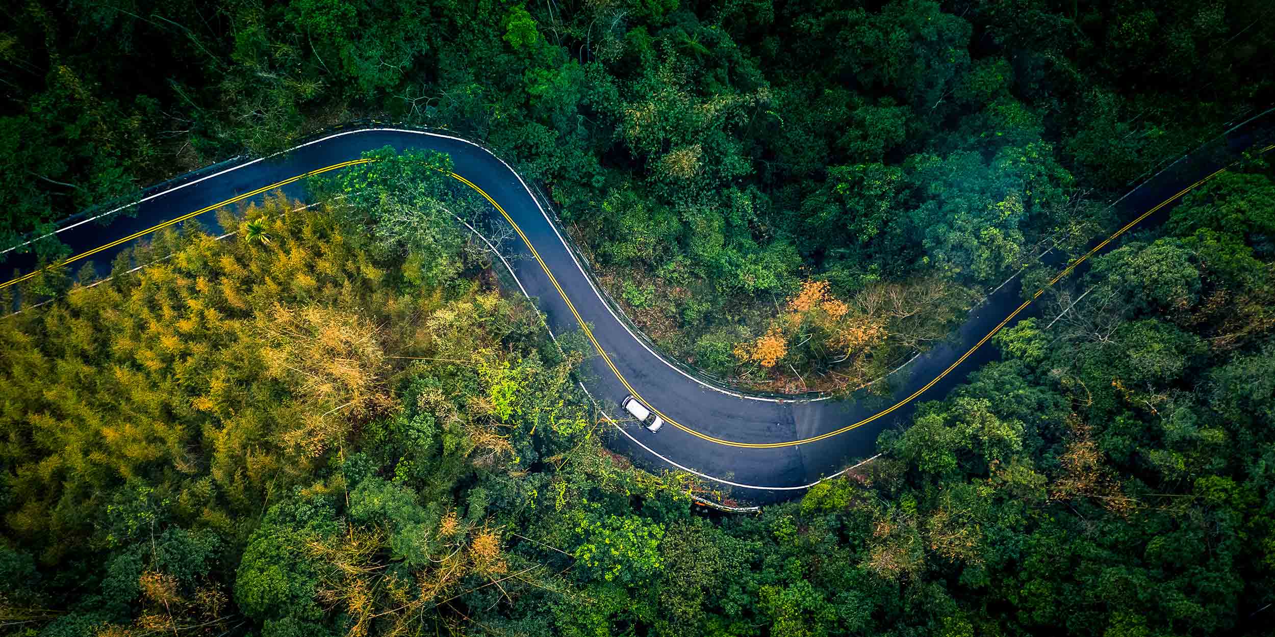 Car in rural road in deep rain forest with green tree forest