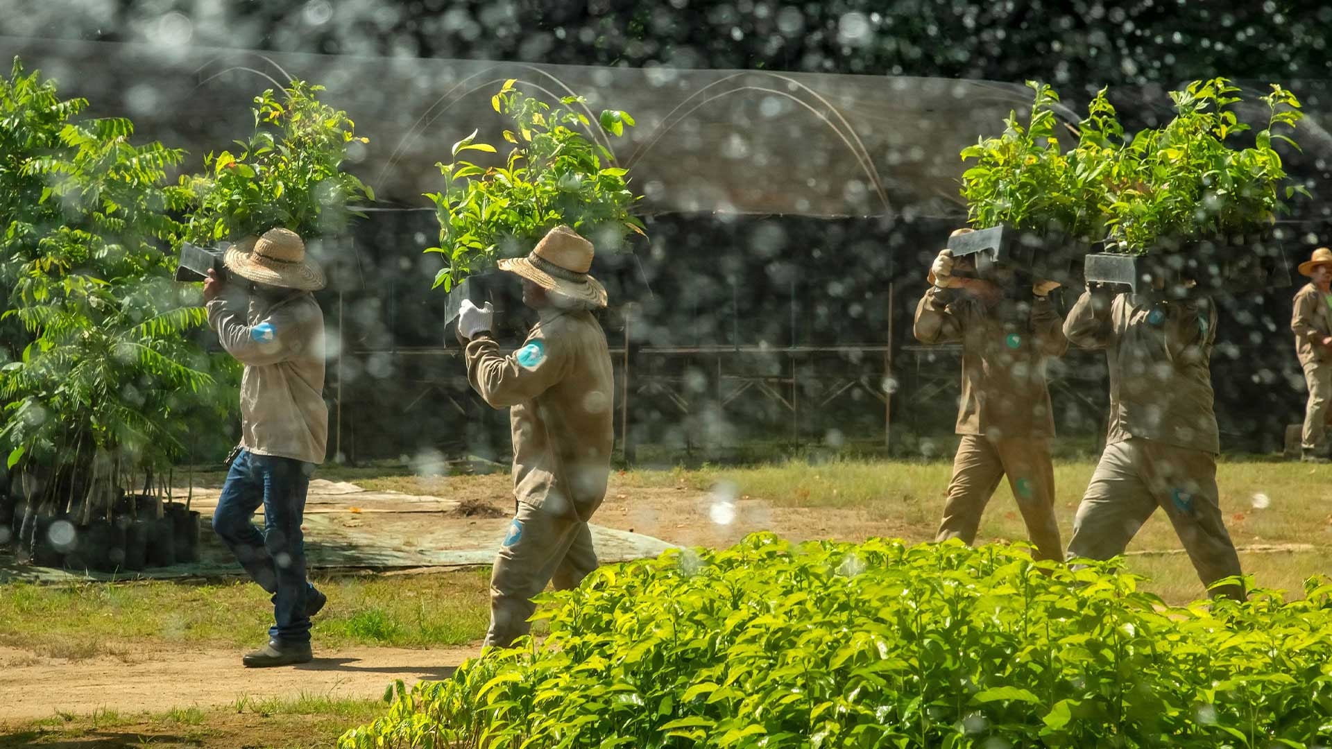 Men carrying trees to be planted