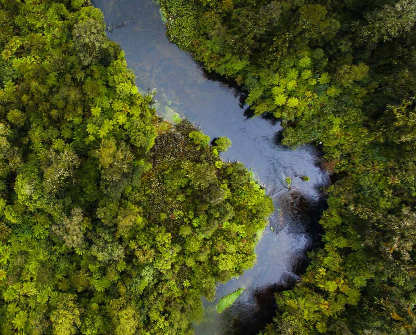river flowing through a forest