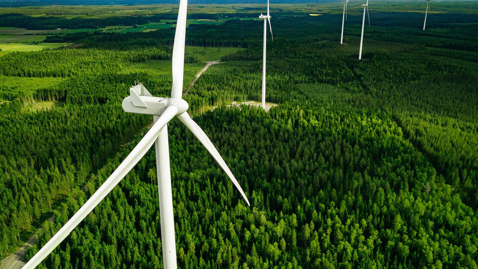 windmills and forest