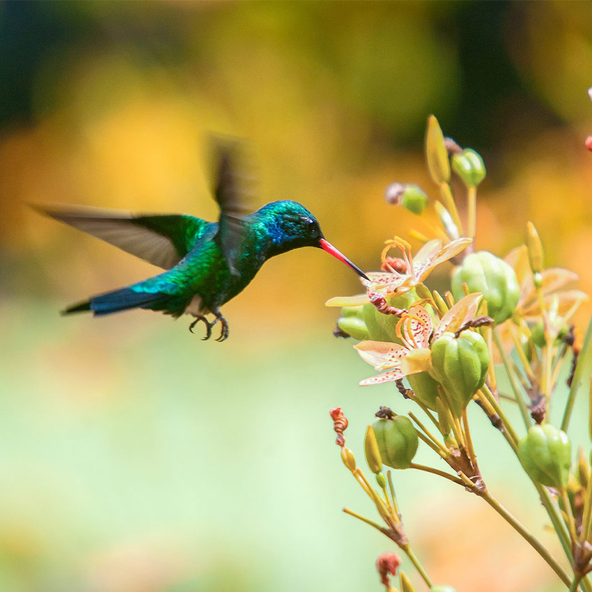 A hummingbird flying to a plant