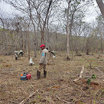 men planting trees