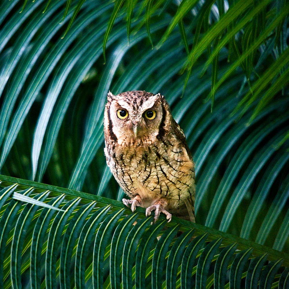 owl sitting in a palmtree
