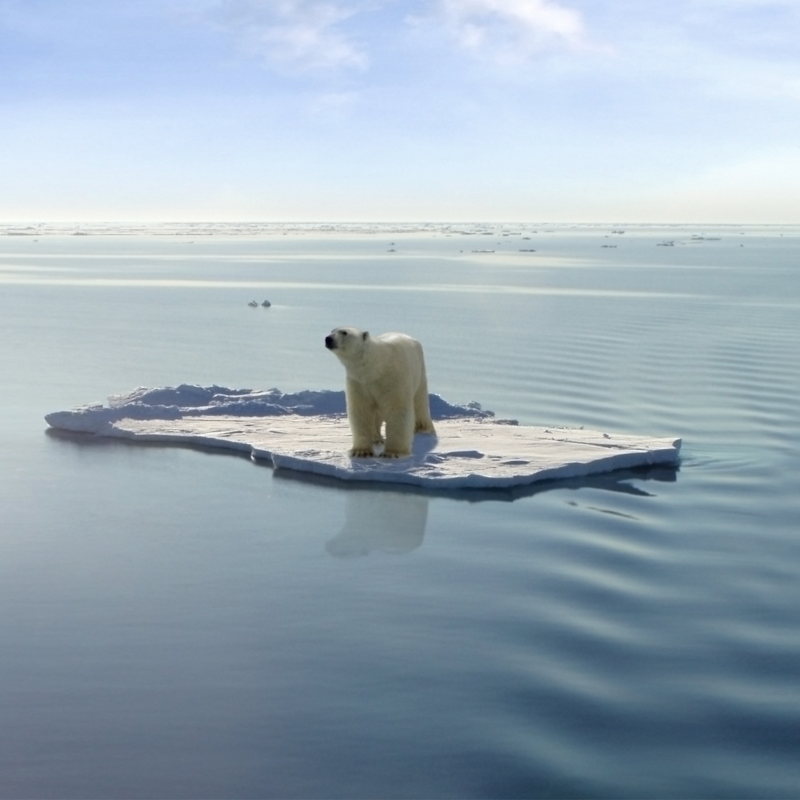 Polar bear stranded on iceberg