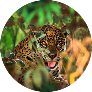 Can we save the endangered jaguar from extinction? | Zurich Insurance