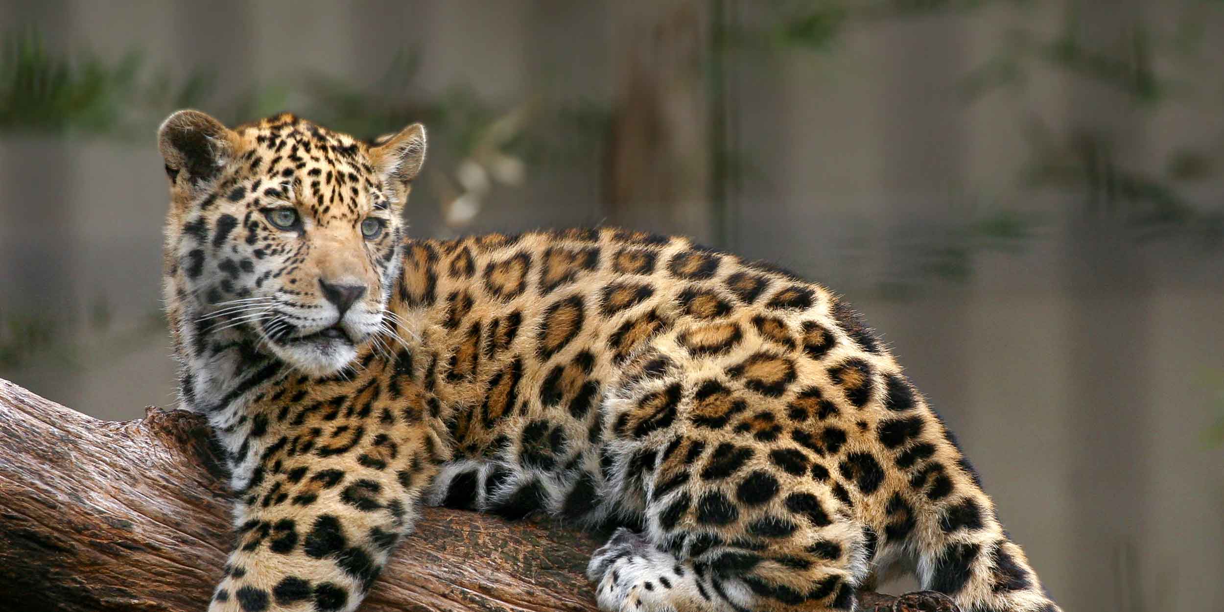 How Endangered Jaguars Returned To Brazil S Ghost Forest Zurich Insurance