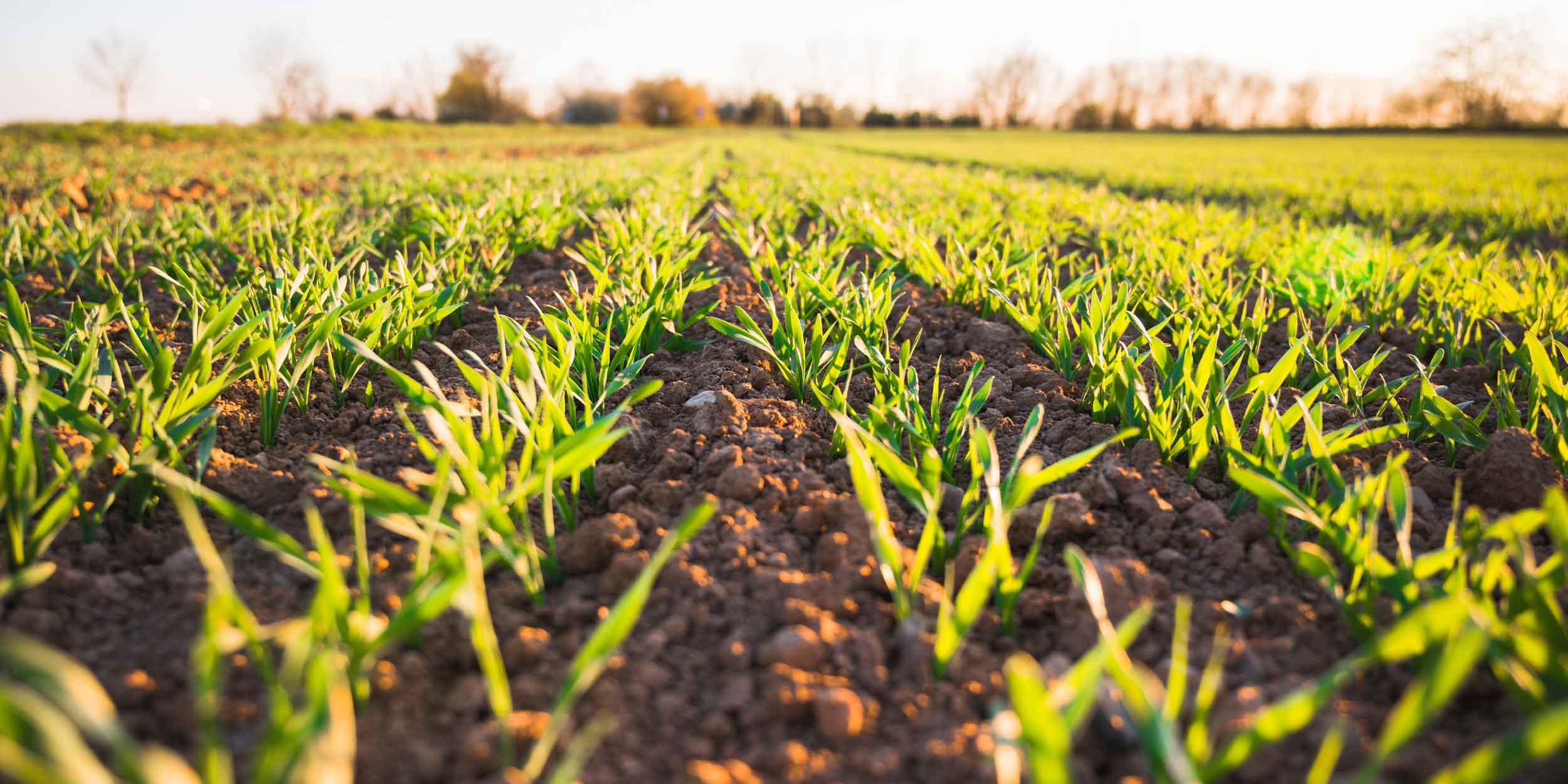 Why soil is important to life on Earth – and helps fight climate change |  Zurich Insurance