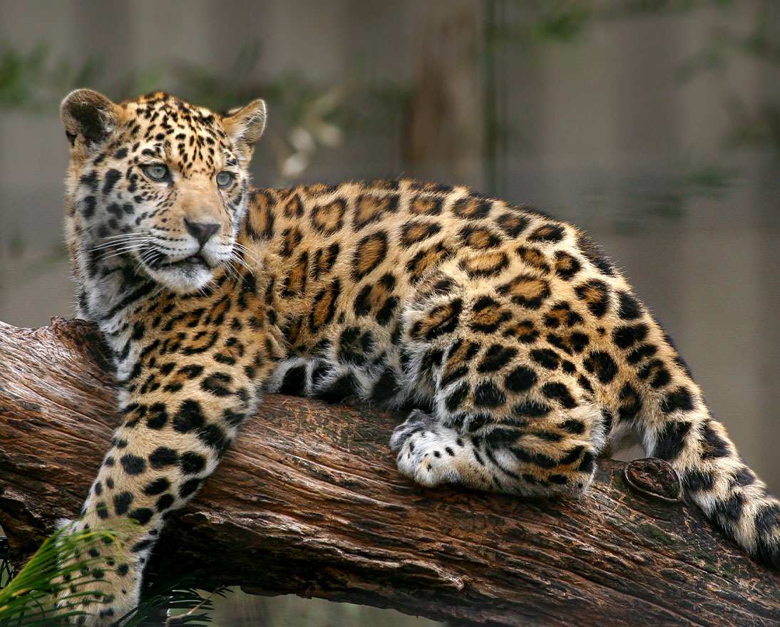 a jaguar in the wild