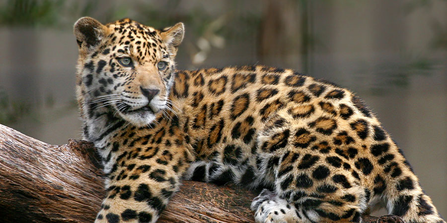 Can we save the endangered jaguar from extinction?