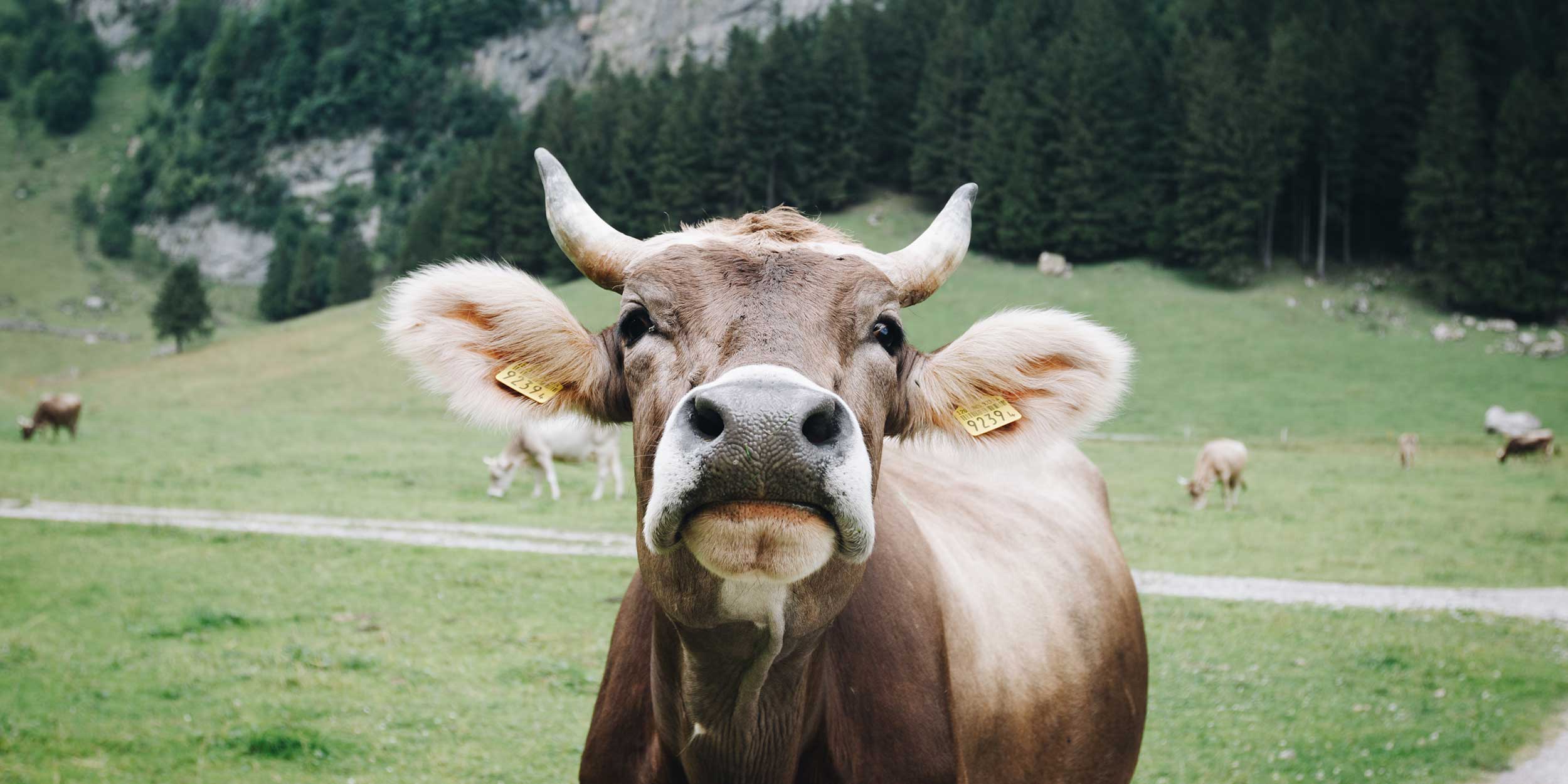 Is there more to methane than cow farts? | Zurich Insurance