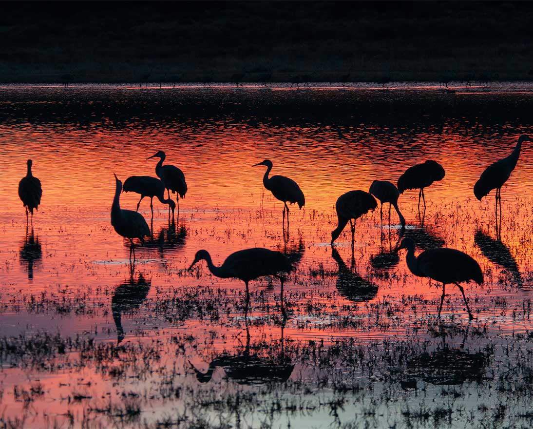 birds standing in a wetland