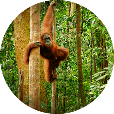 orangutan in the forest