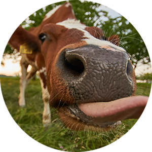 300x300-cow-with-tongue-out.png?profile=RESIZE_180x180