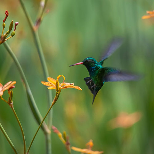 colibri flying near flowers
